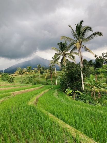 bali rizière palmier volcan nuages