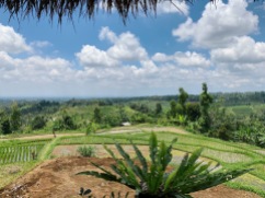 Bali rizière