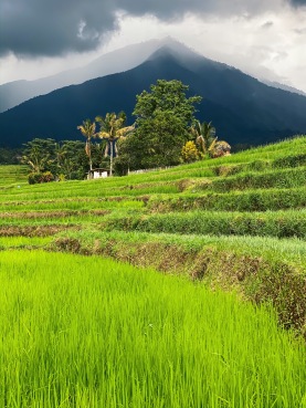 Bali rizières volcan vert